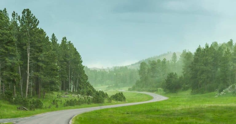 Scenic view of pine trees with pollen making a misty fog in the background.
