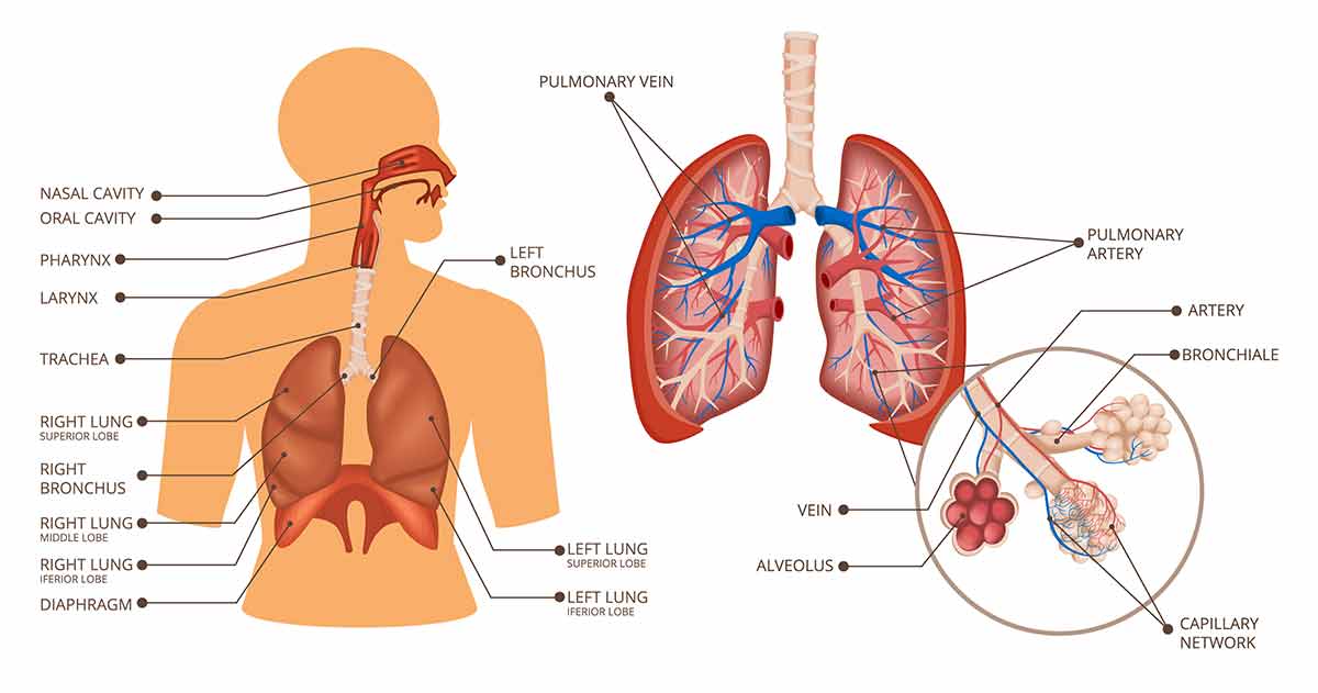 Diagram of the human respiratory system, showing labeled parts including the nasal cavity, trachea, bronchi, lungs, bronchioles, alveoli, pulmonary artery and vein, and a detailed view of alveolar gas exchange.
