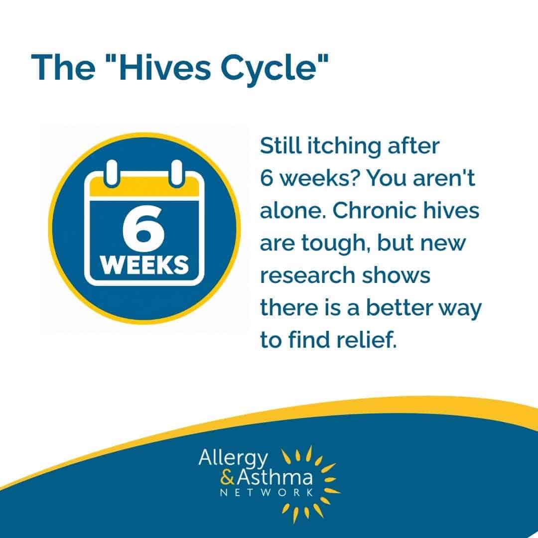 A graphic titled “The ‘Hives Cycle’” explains that chronic hives last over six weeks and new research shows better relief options. Allergy & Asthma Network logo is at the bottom.